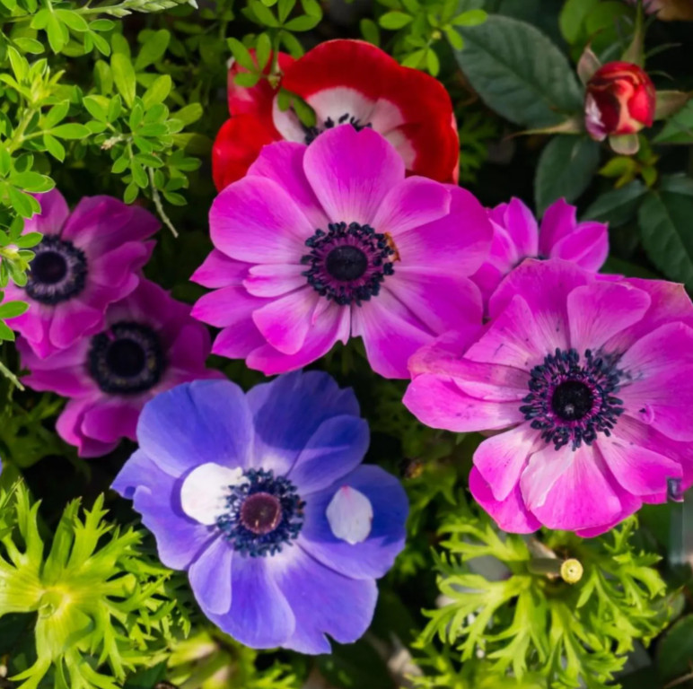 100 Flower Bulbs Butterfly Bee Bird Pollinator Garden Mix 4 Varieties Gift Set