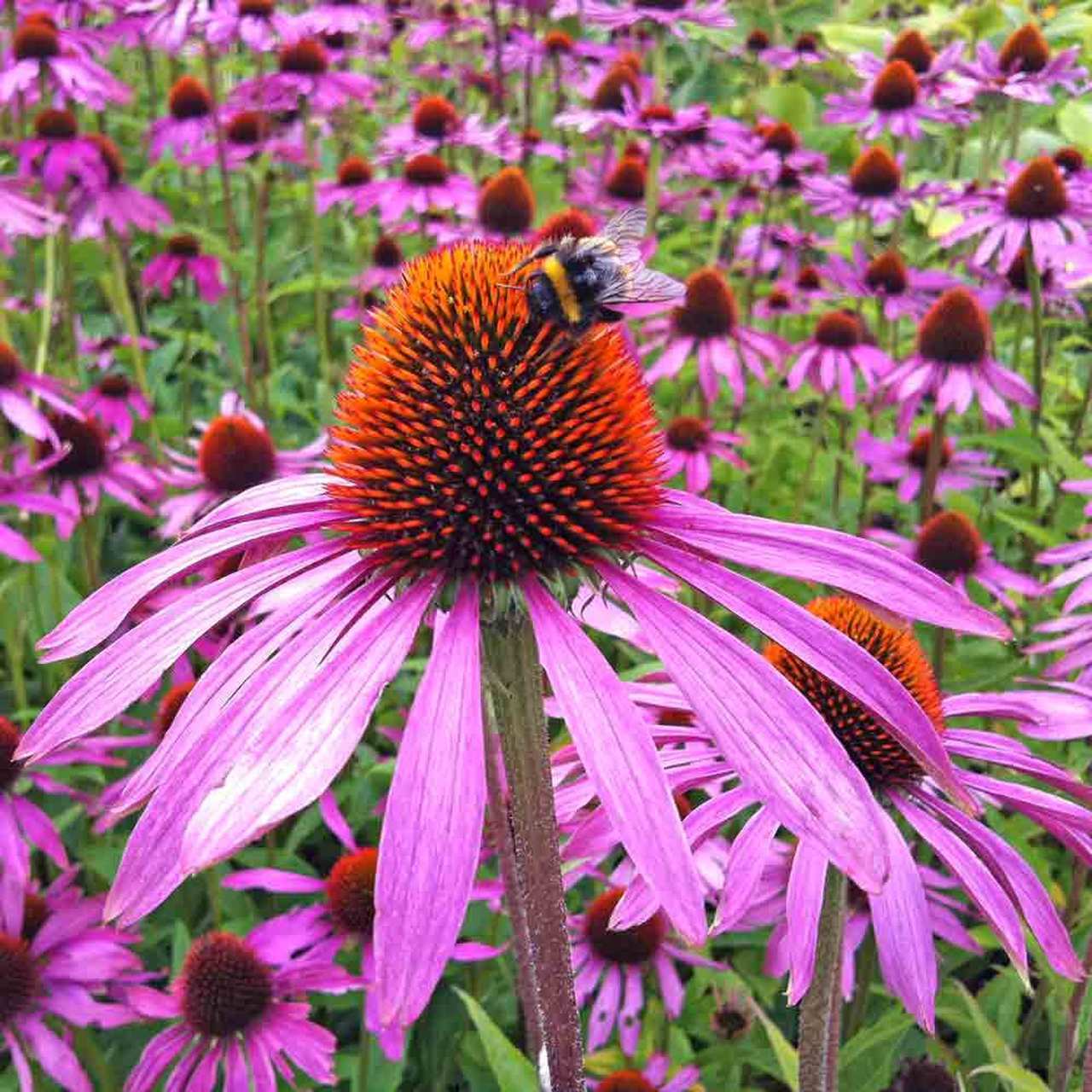 Purple Coneflower Seeds | Echinacea Garden Hedgehog Perennial Flower Seed 2024