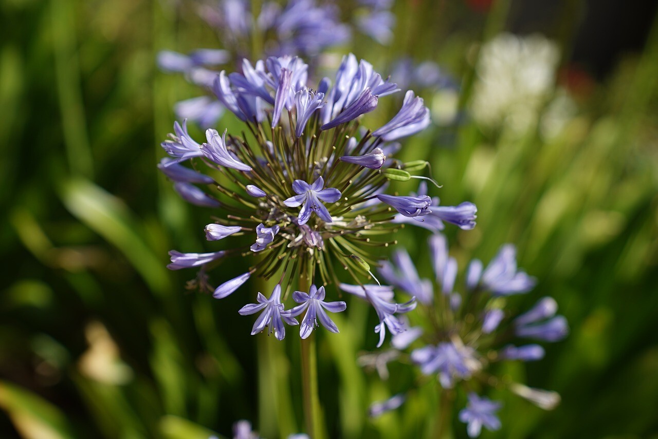 25 Dwarf Blue Lily of The Nile Flower Seeds Agapanthus “Peter Pan” House Plant