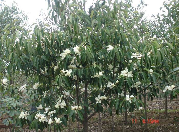 Michelia Macclurei Rare Magnolia Tree, 100 Seeds Fragrant Evergreen Tree