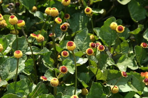 100 TOOTHACHE / EYEBALL PLANT Spilanthes Oleracea Flower Seeds Red Yellow CombSH