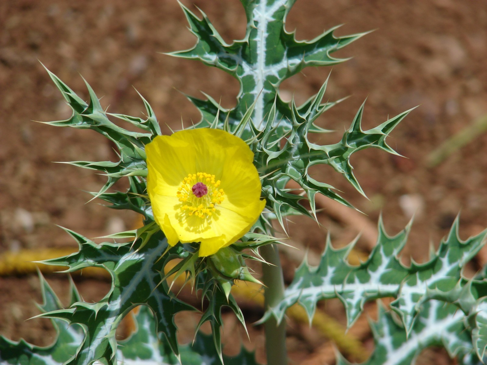 Argemone mexicana MEXICAN PRICKLY POPPY – PERENNIAL Seeds!