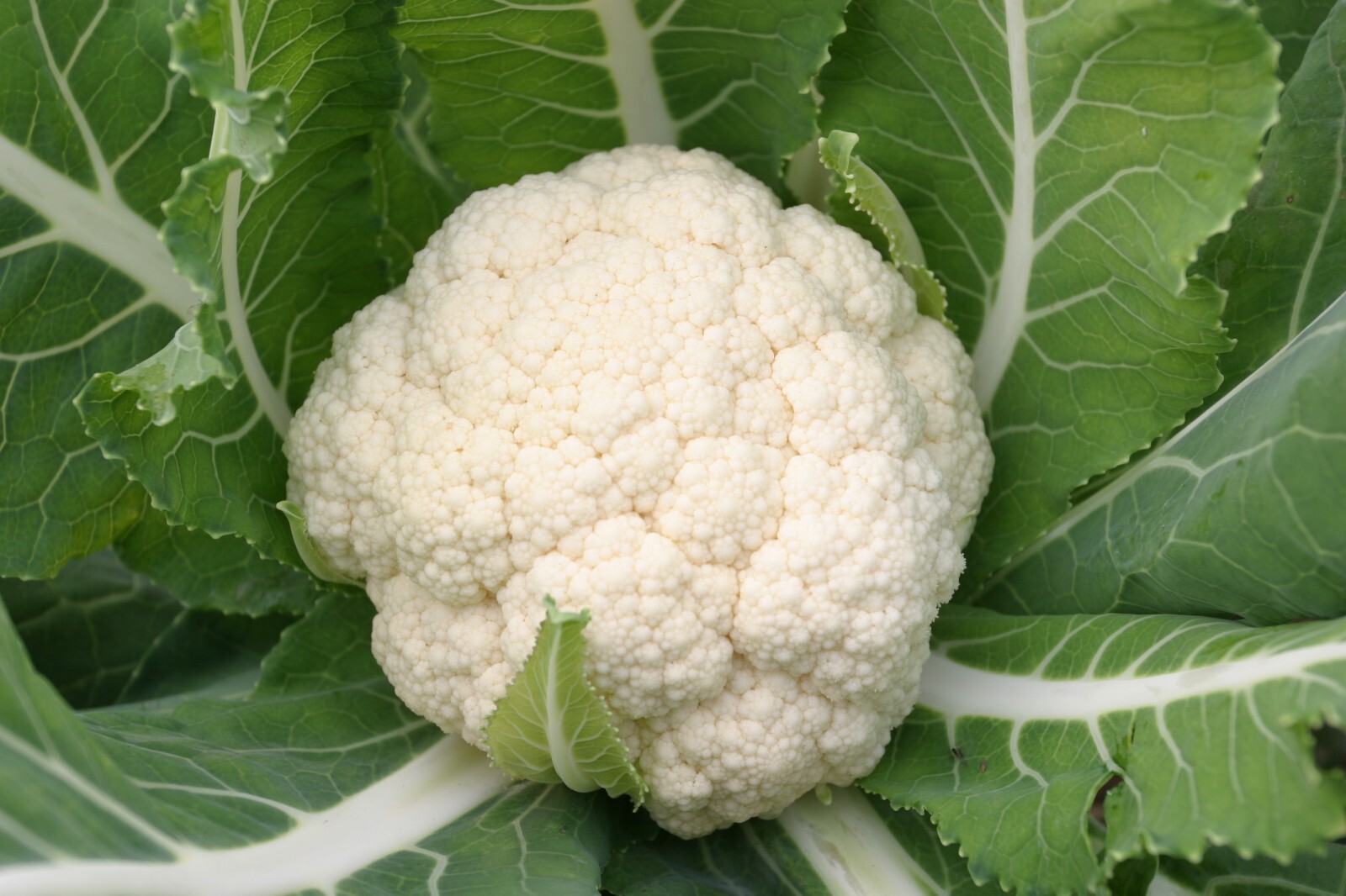 Cauliflower -Atlas Vegflower