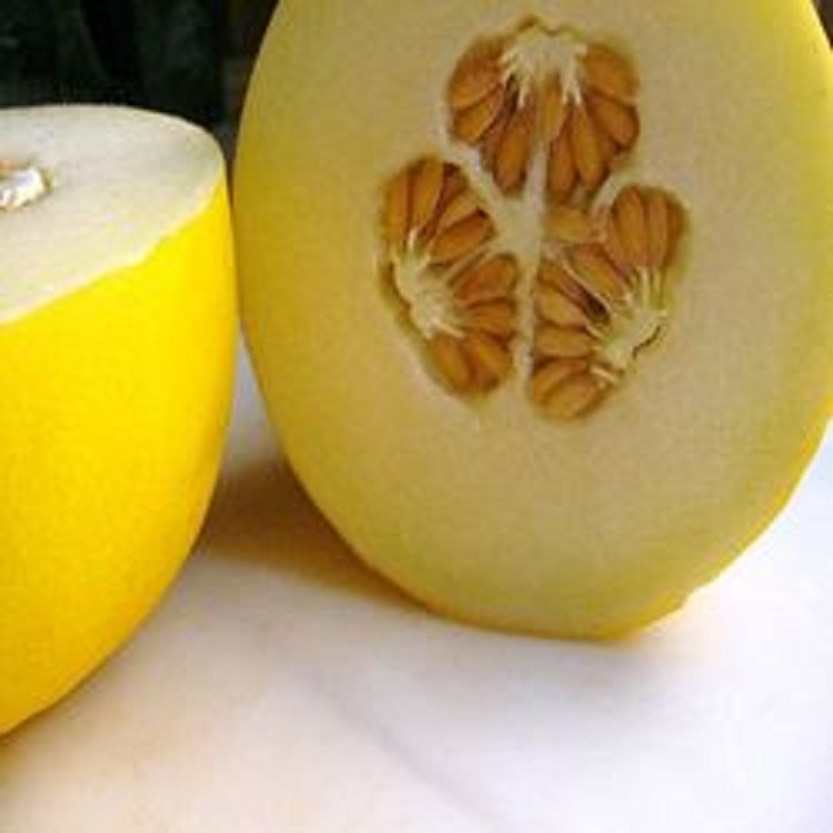 ORGANIC GOLDEN YELLOW MUSK MELON SEEDS CORRAL HONEY DEW