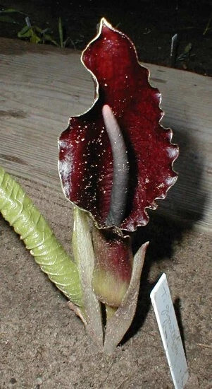 (5) Sauromatum Giganteum Typhonium Giant Voodoo Lily Arum Amorphophallus Bulbs