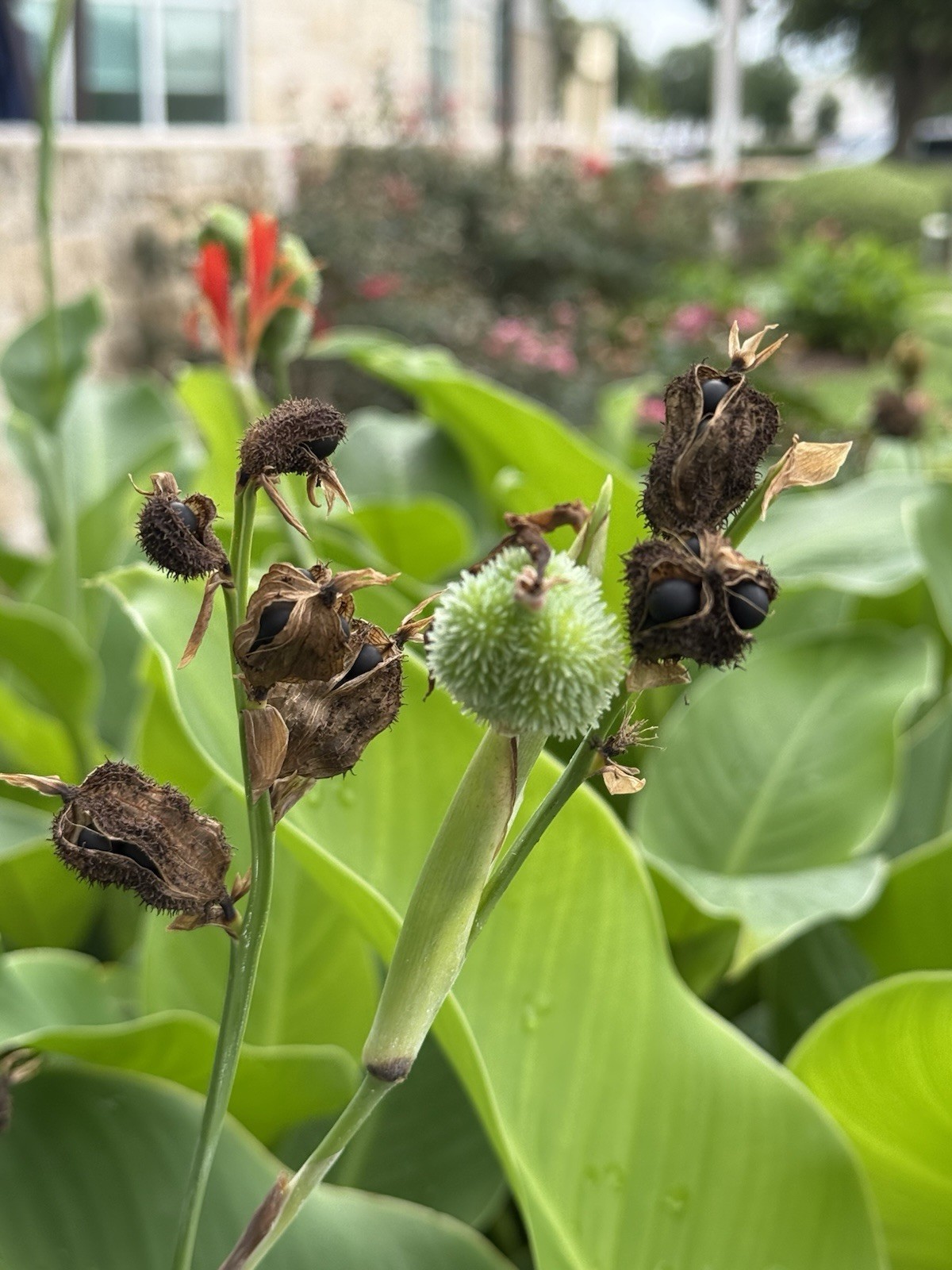 Red Canna Lily Seeds Fresh 2026 Houston Harvest Vibrant Canna Indica 15 Seeds