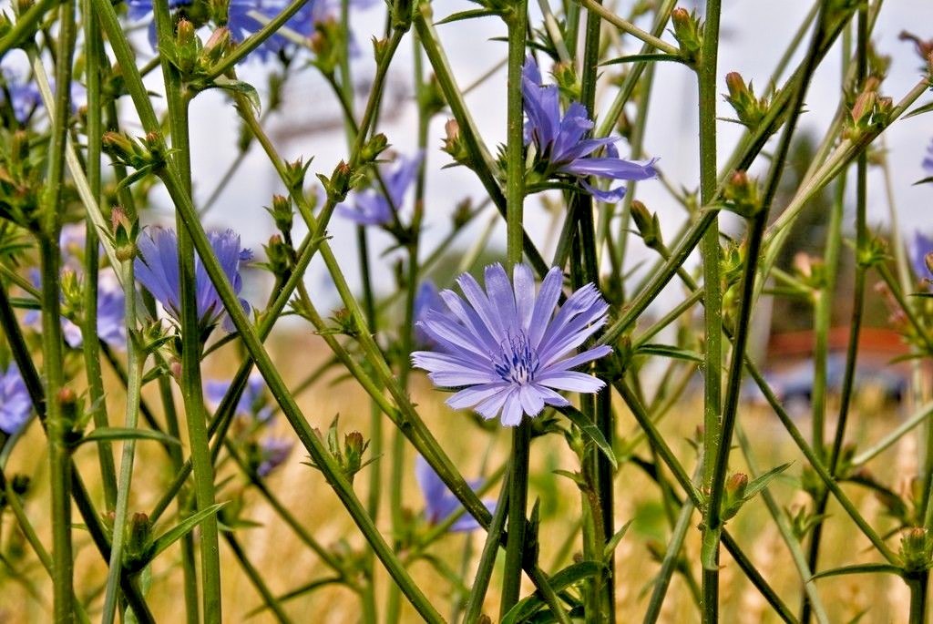 1001+CHICORY Flower Seed Organic Natural Herbal Tea Coffeeweed Edible Wildflower