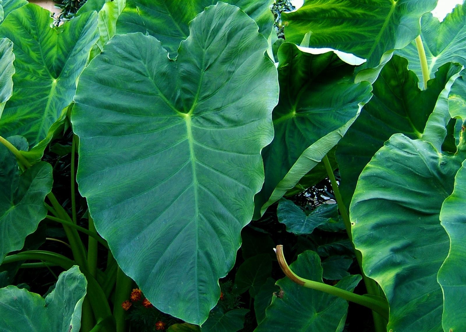 Giant Elephant Ear Taro Tubers Organic For Planting or Cooking Non GMO