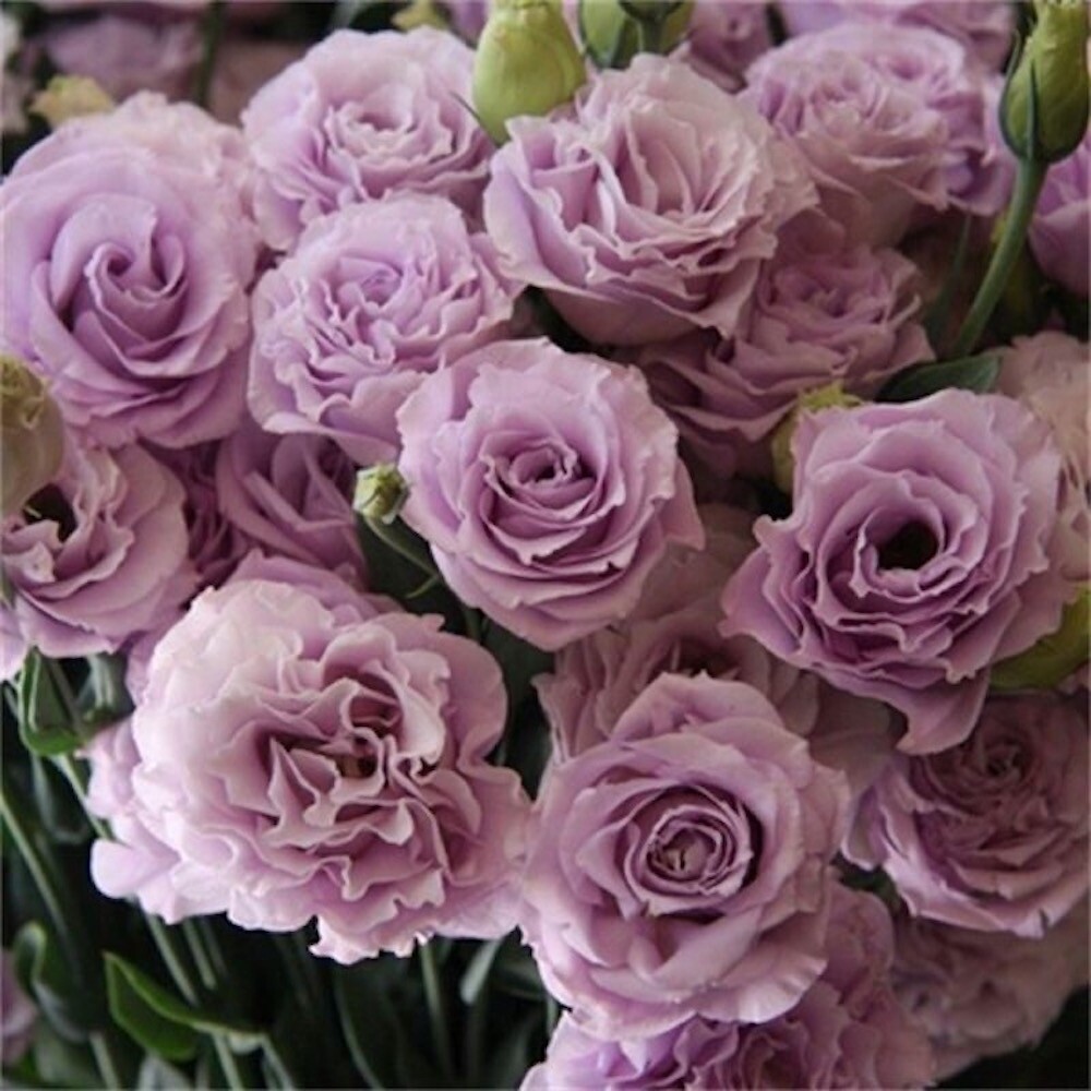 25pc LISIANTHUS SEEDS Garden Plant Flower bed exotic USA seller FREE shipping