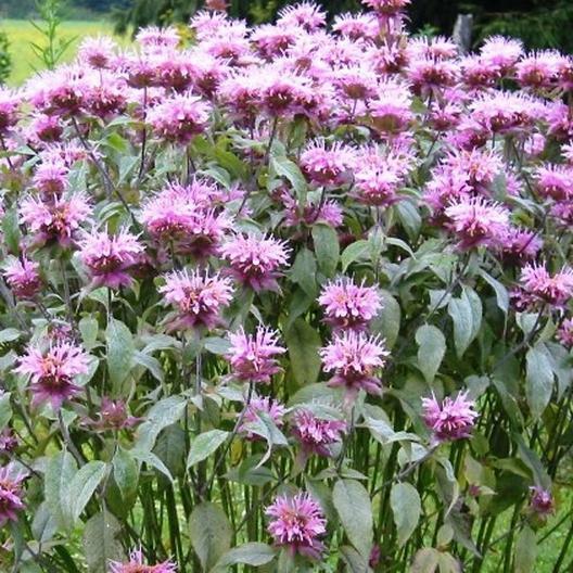 HUMMINGBIRD NECTAR Bulk Wildflower Mix Perennials & Annuals Non-GMO 5000 Seeds