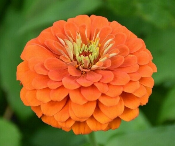 ORANGE KING ZINNIA FLOWER SEEDS 100+ ANNUAL garden BIRDS bees Free Shipping