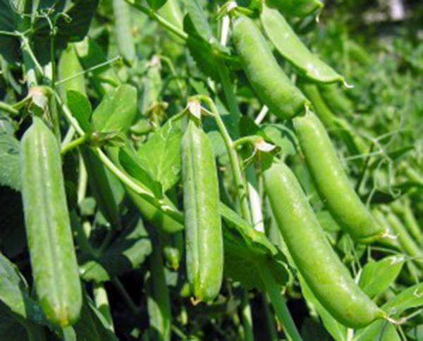 PEA SEED, THOMAS LAXTON, HEIRLOOM, NON GMO, 100+ SEEDS, PERFECT PEAS