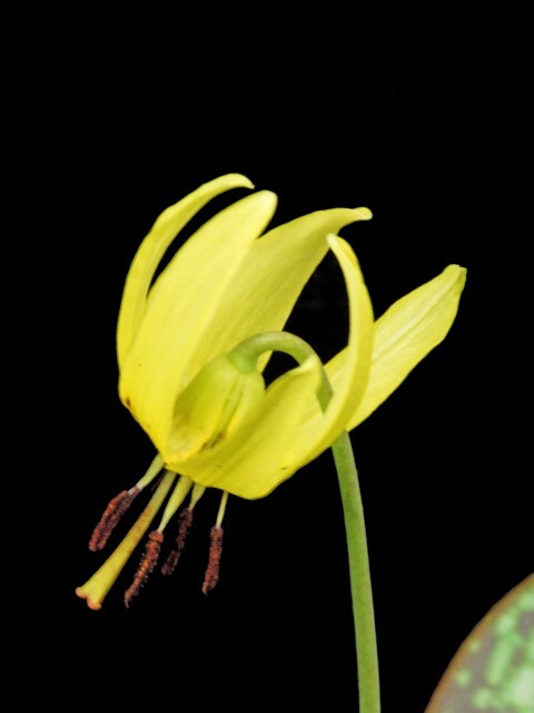 10 Trout Lily Bulbs Bare Root