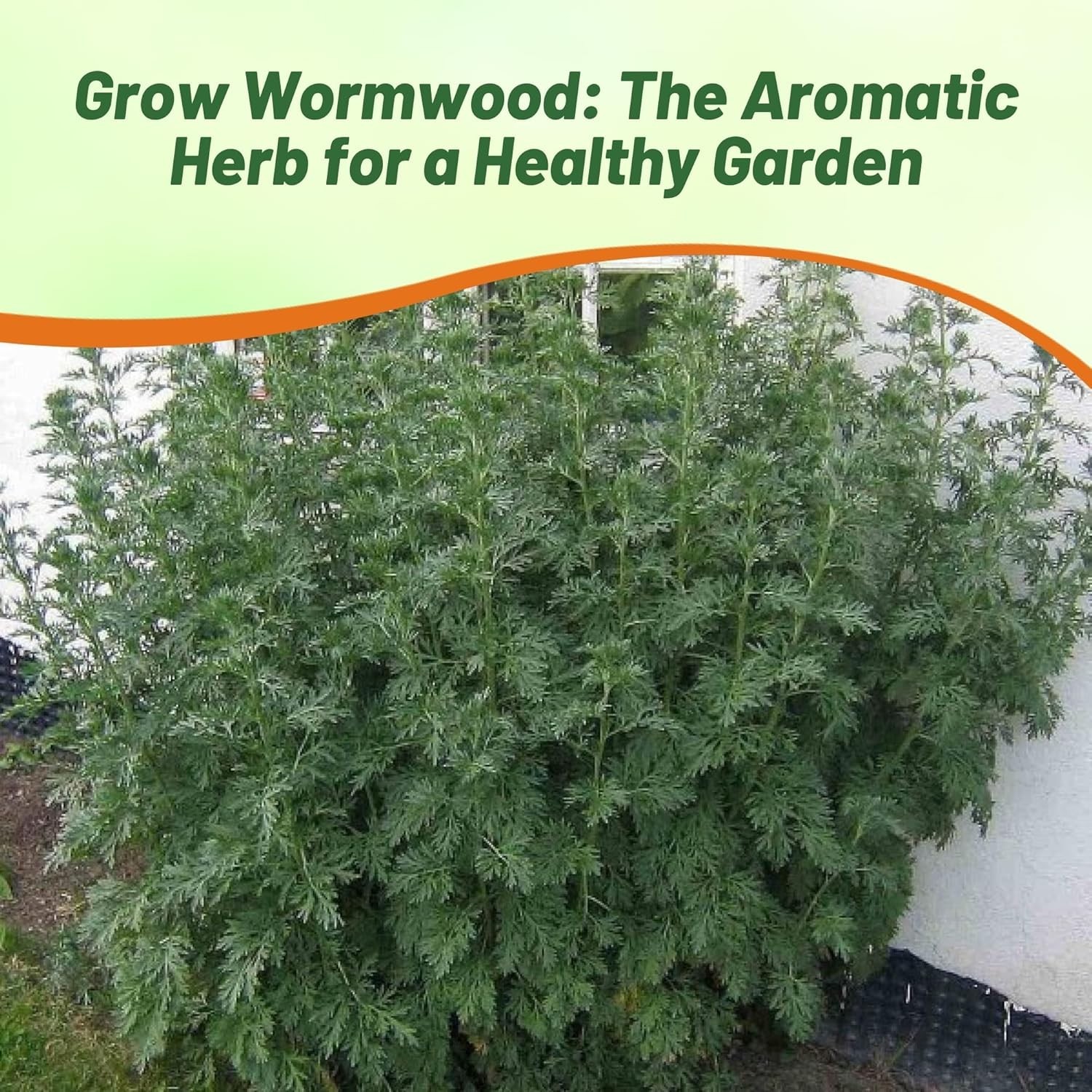 Perennial Wormwood Seeds (5000) – Low-Maintenance Herb with Yellow Summer Blooms