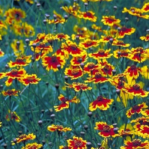 5,000 Plains Coreopsis Seeds FLOWER SEEDS Wildflower Deer Resistant