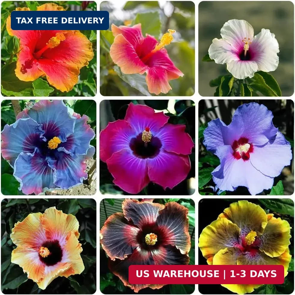 120+ PCS Mixed Giant Hibiscus Seeds for Planting Flowers Perennial Flower Outdoo