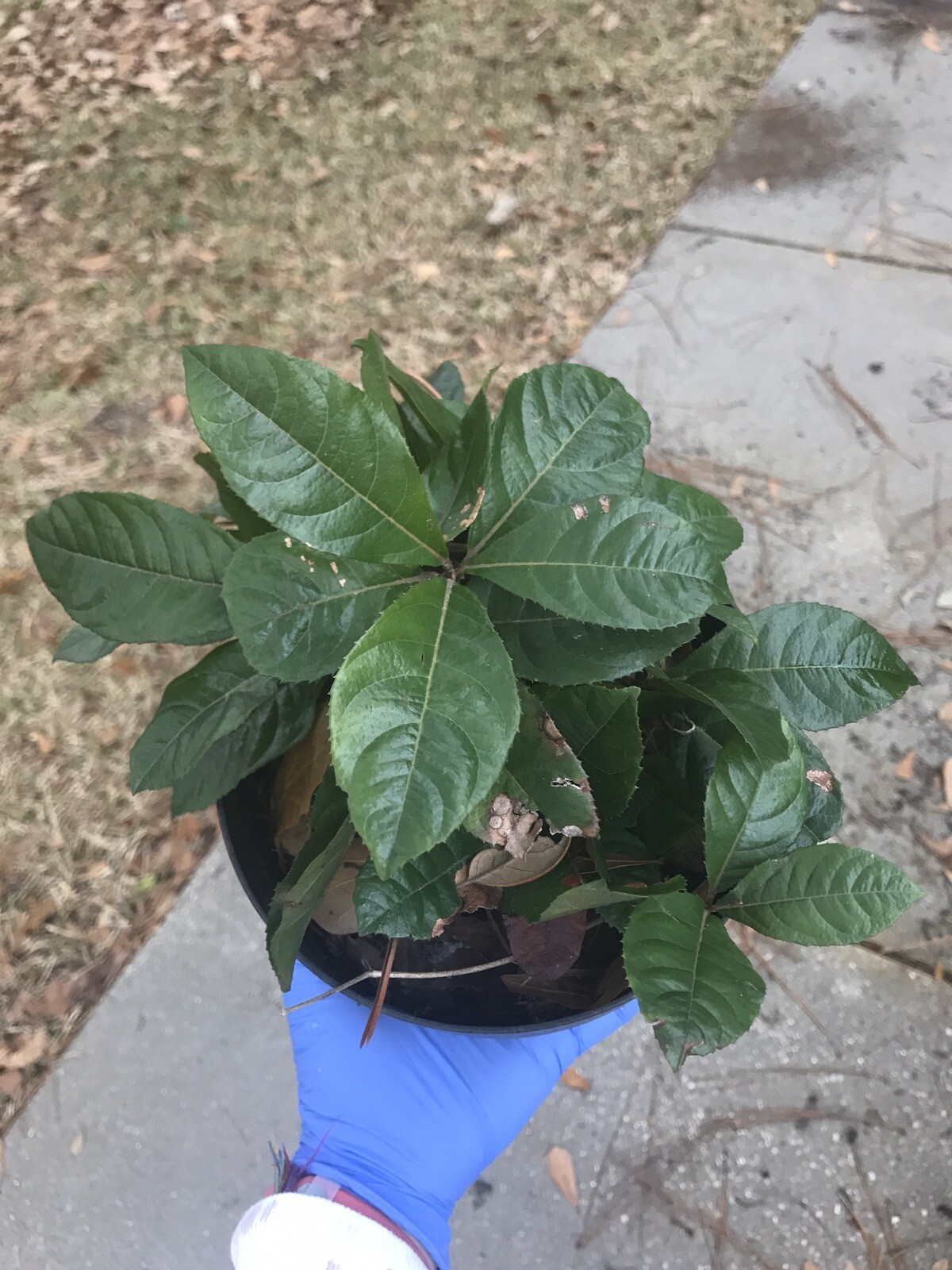 10 Organic Ornamental Plants – About 10” Tall Coral Berry Ardisia crenata