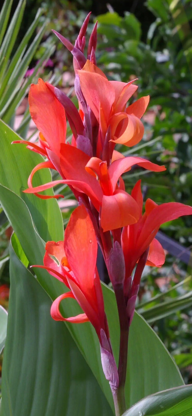 INDICA CANNA LILY Flower 3 Seeds CORAL RED COLOR, Warm Weather Or Indoors.