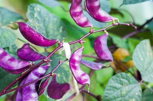 Purple Hyacinth Bean Red Leaved Plant Vine Seed – 10 Seeds