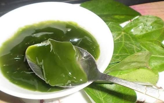2 Green Grass Jelly Vines – Sương Sâm Plants 12”-17” in One Pot | Rare Tropical