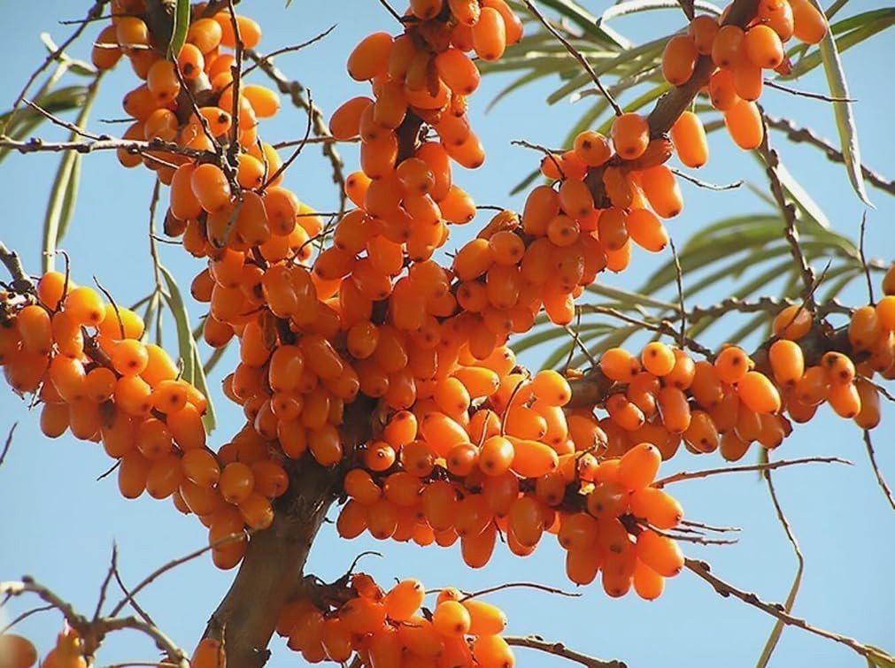 Edible Sea Buckthorn Seeds – 50PCS Drought Tolerant & Versatile Fruit Shrubs