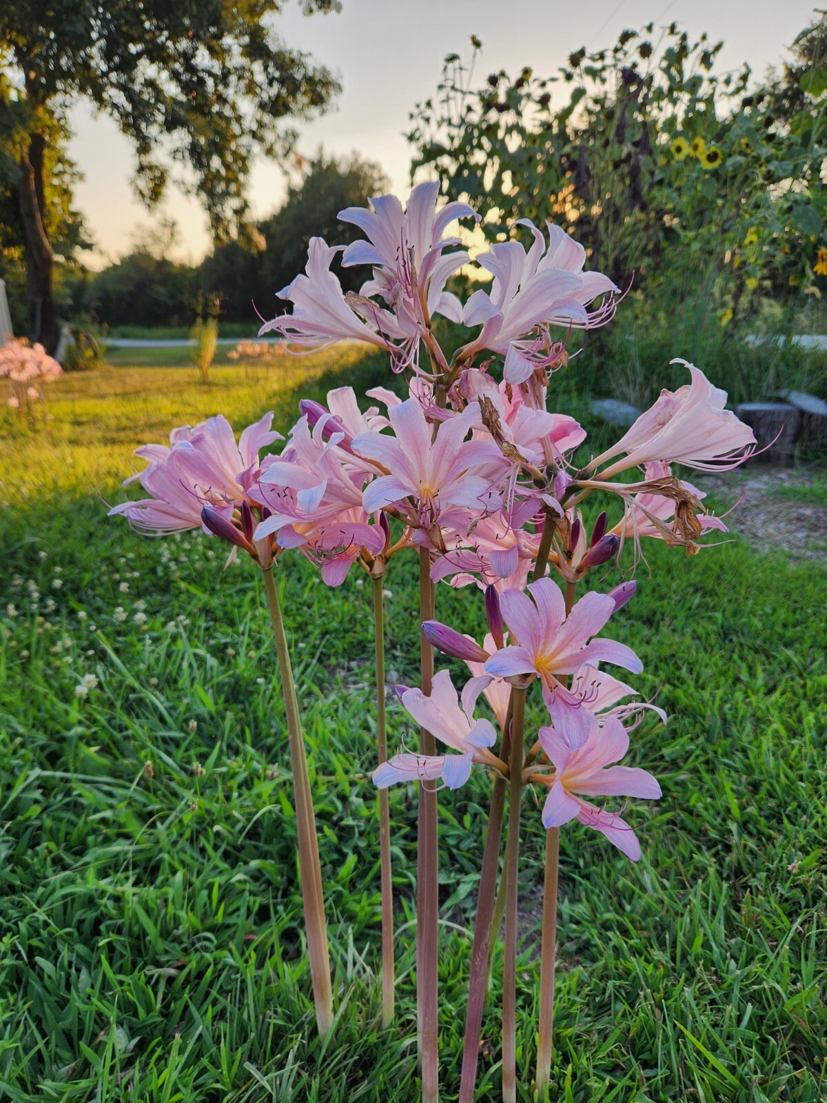 10 Bulbs Lycoris Squamigera Resurrection Lily Surprise Lily Naked Ladies