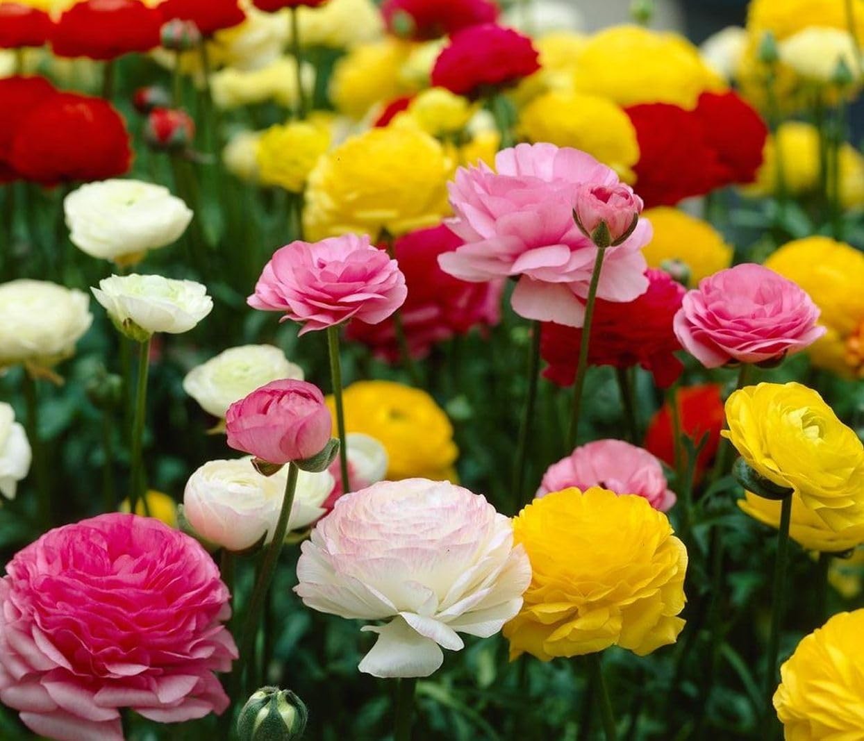 Mixed Peony Ranunculus Bulbs- Persian Buttercup -10 Corms Bulbs Flowering Blooms