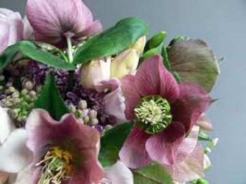 15+ WHITE CHRISTMAS ROSE HELLEBORUS FLOWER SEEDS / WINTER BLOOMING PERENNIAL