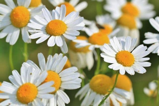 Roman Chamomile Seeds for Planting (500 Seeds) – Easy to Grow Herb and Wildflowe