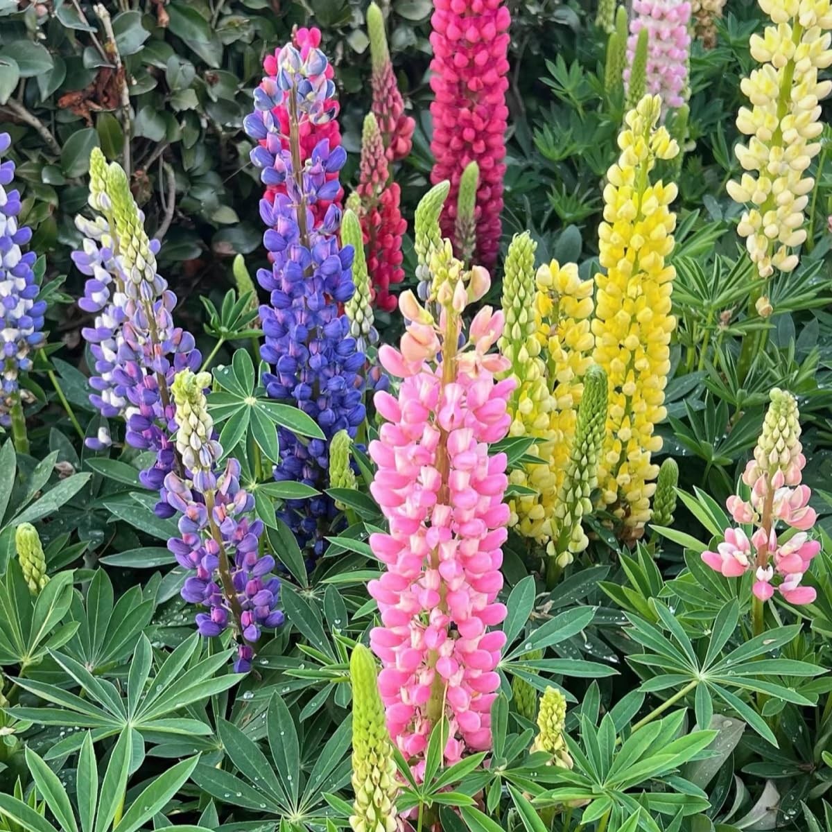 500 PCS Russell Lupine Seeds Mix Color Wildflower Perennial Giant Plants