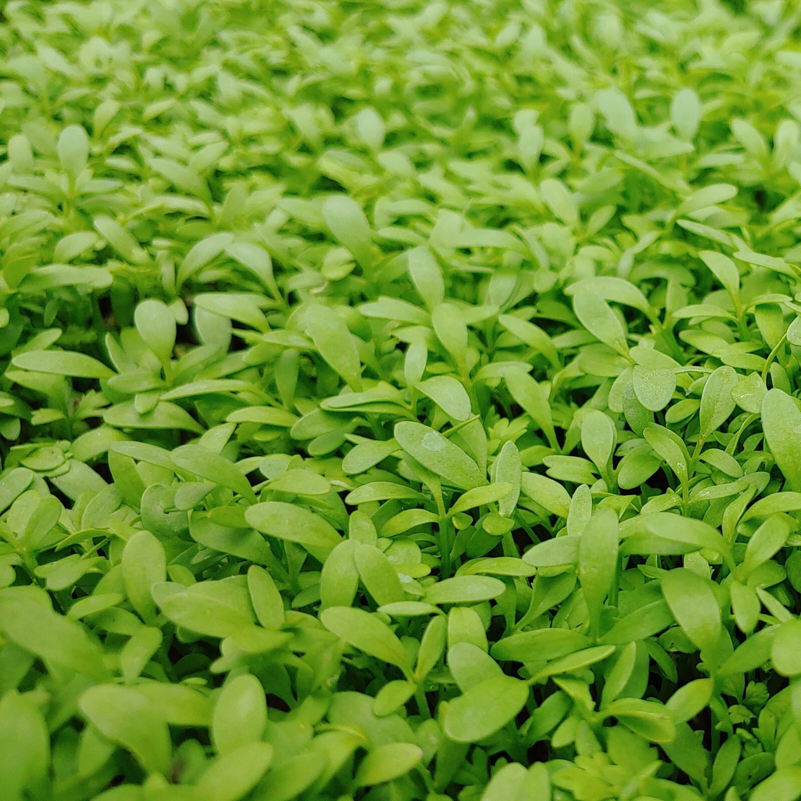 Cress Curled Peppergrass Seeds, Tangy Greens, Salad Use, Non-GMO, Free Shipping