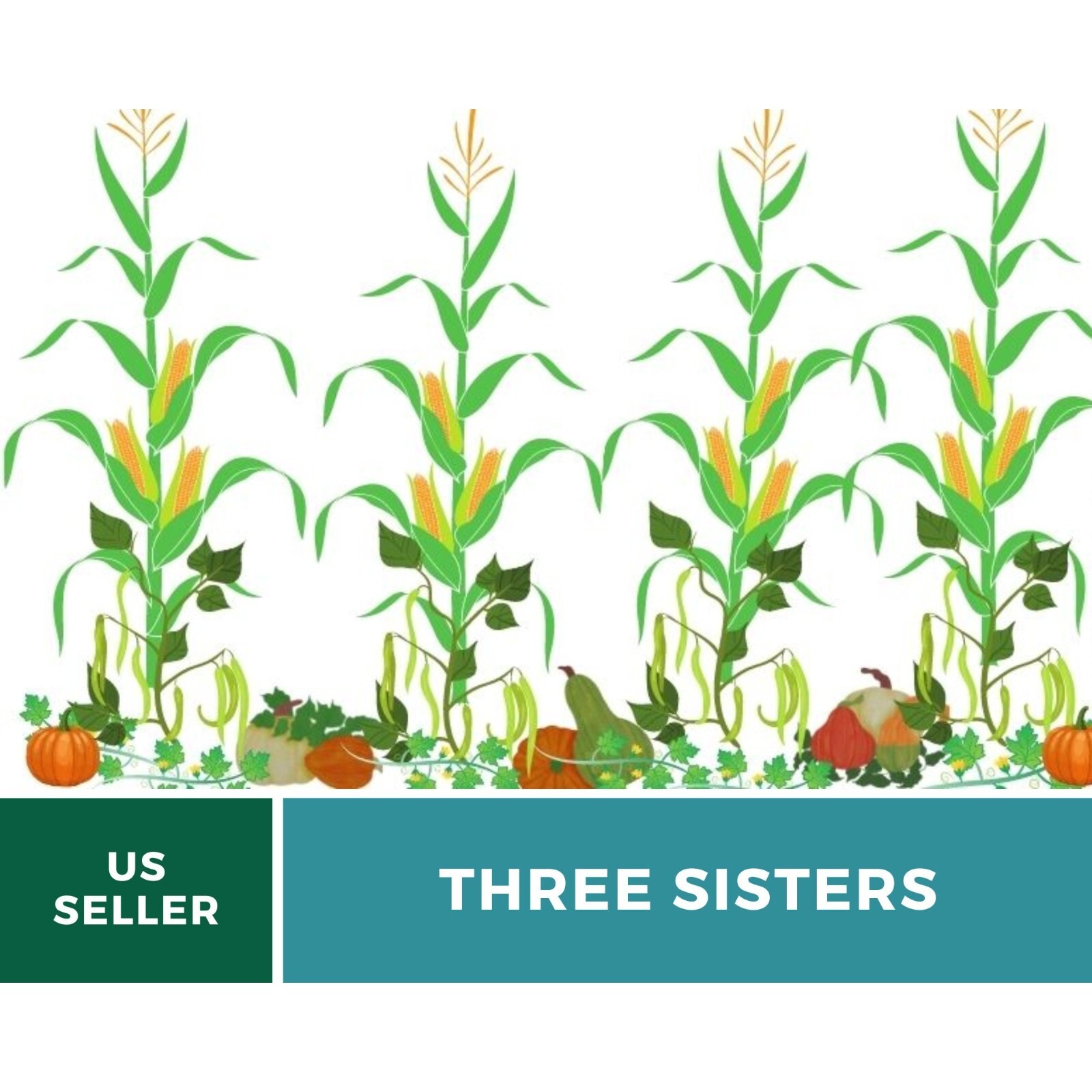 Three Sisters Seed Collection – Native American Farming – Corn, Bean, Squash – M