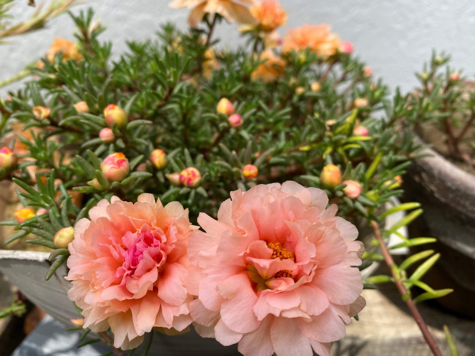100 Mixed Colors PORTULACA MOSS ROSE Flower Seeds