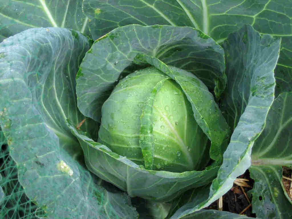 Golden Acre Cabbage 200 – 16,000 seeds Heirloom Healthy Green tender Leaves Bulk
