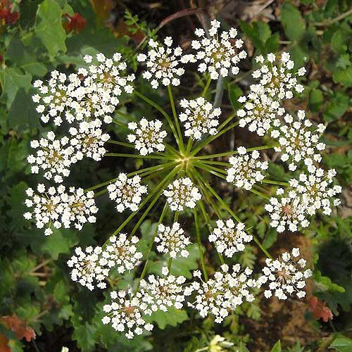 Anise Seeds | Licorice Herb | Heirloom / Non-GMO | Free Shipping | 1293