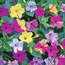 Mirabilis Kaleidoscope 100 seeds