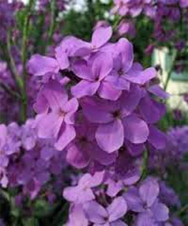 50+ PURPLE DAMES ROCKET FLOWER SEEDS / PERENNIAL