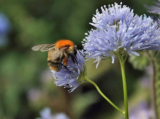 Gilia capitata | Globe Gilia | 50 Seeds