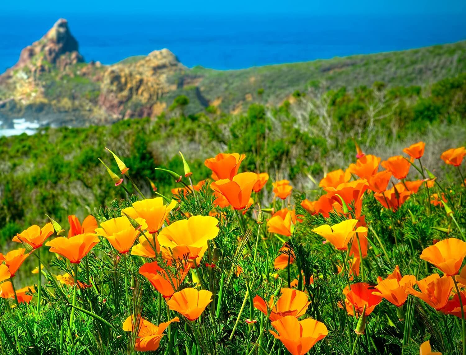 1,000 California Poppy Flower Seeds to Grow Eschscholtzia californica