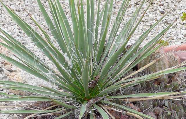 Yucca angustissima NARROWLEAF YUCCA Seeds!
