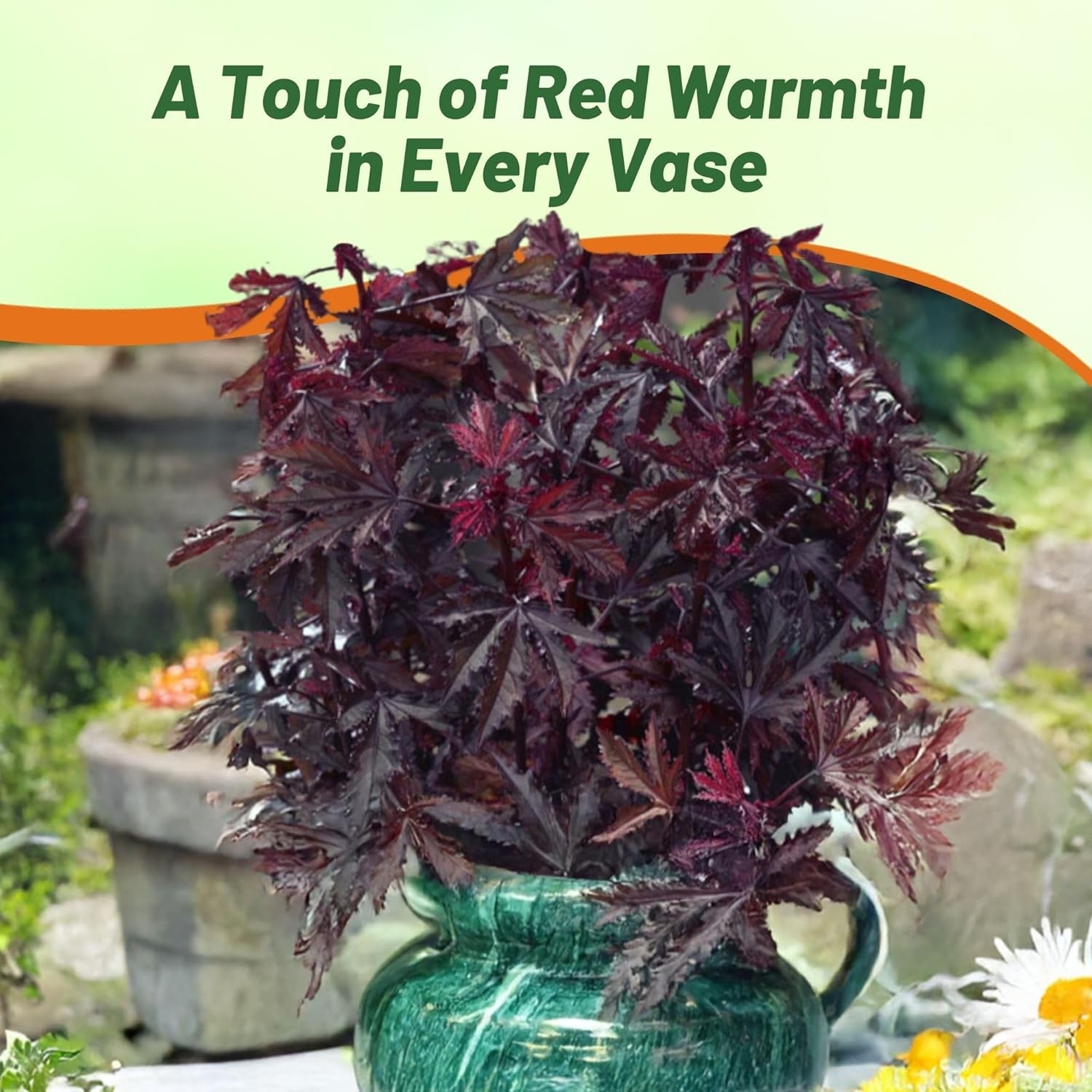 10 Seeds Drought Tolerant Hibiscus Mahogany Splendor Garden Flower Plant Seed