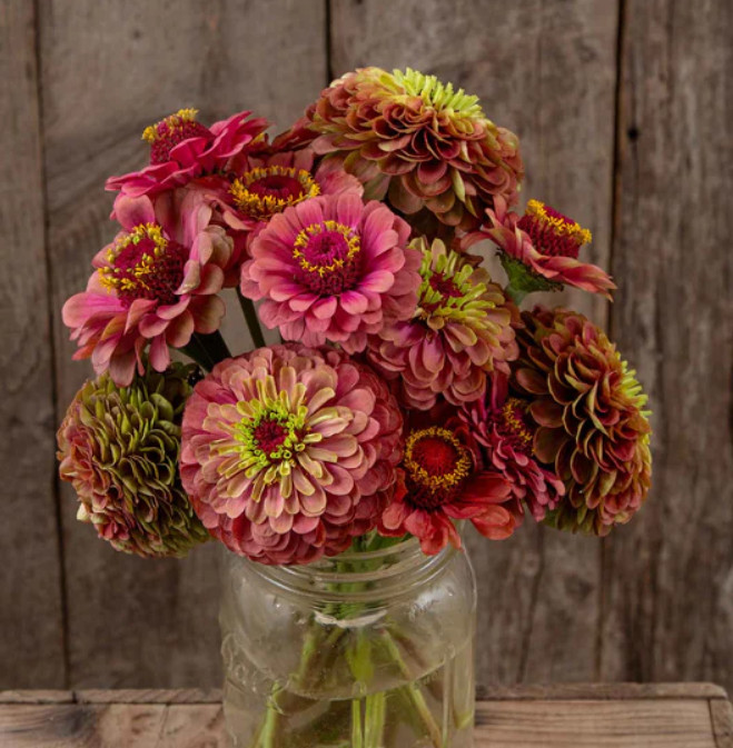 Zinnia QUEENY RED LIME CutFlower Garden Elegant Blooms Bouquet Heirloom 25 Seeds