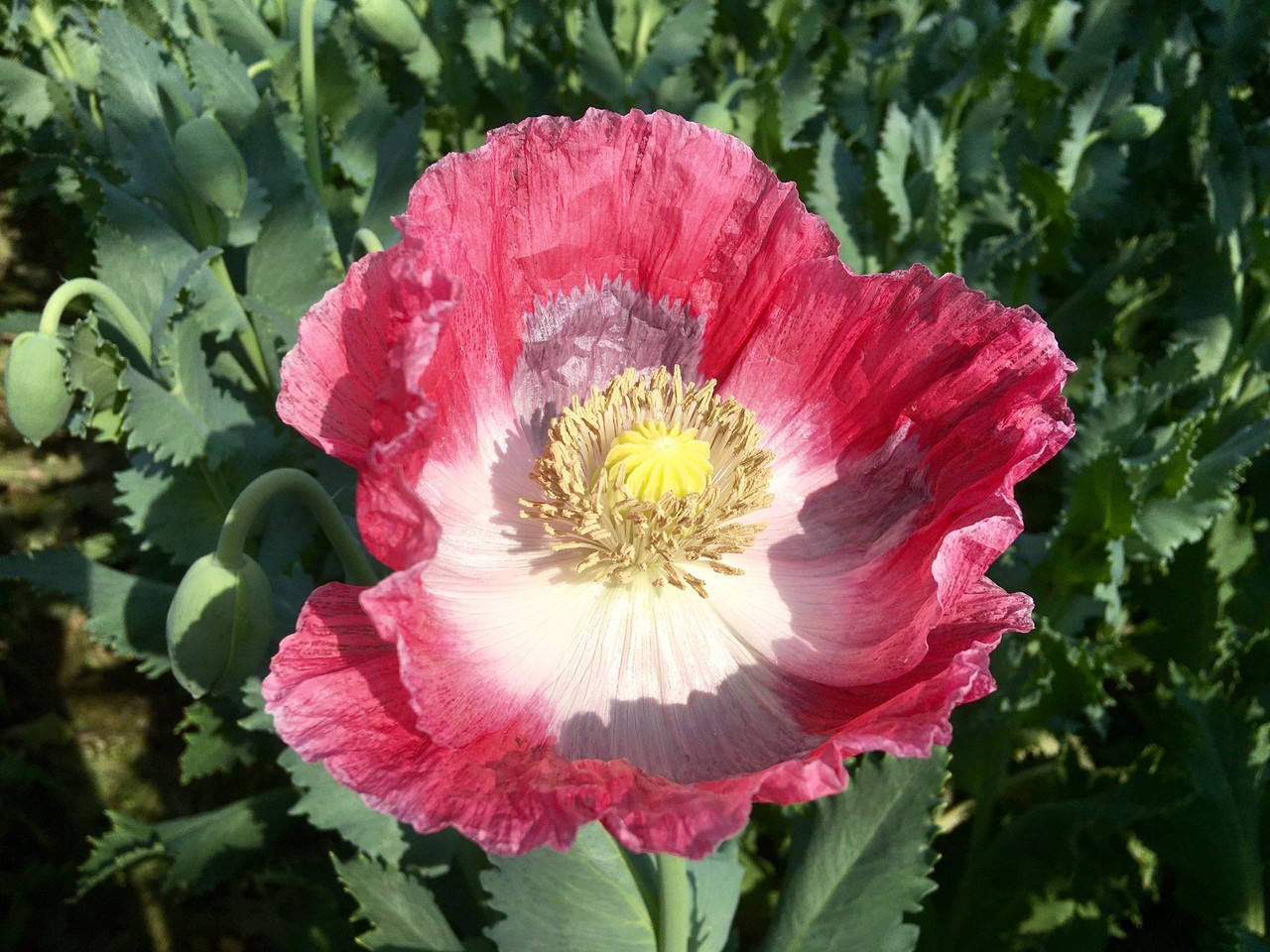 1,000 Qis Bowling Ball Poppy Seeds – The Largest P. Somniferum Poppy Fresh Seeds