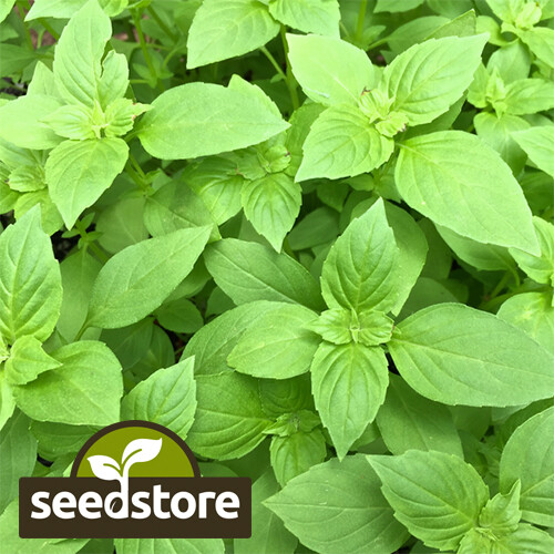 Lemon Basil Seeds | 500 Seeds | Heirloom – Non-GMO | Free Shipping | 1129