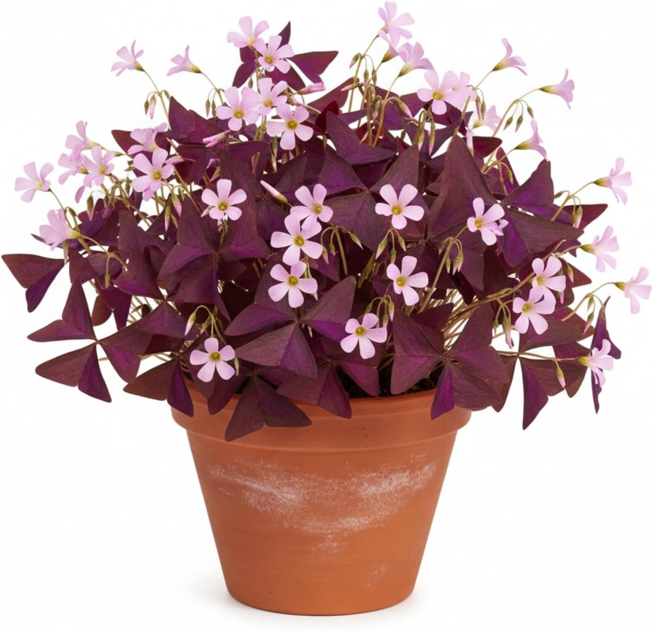 Pack of 24 Purple Shamrocks Bulbs, Oxalis Bulbs for Planting, Oxalis