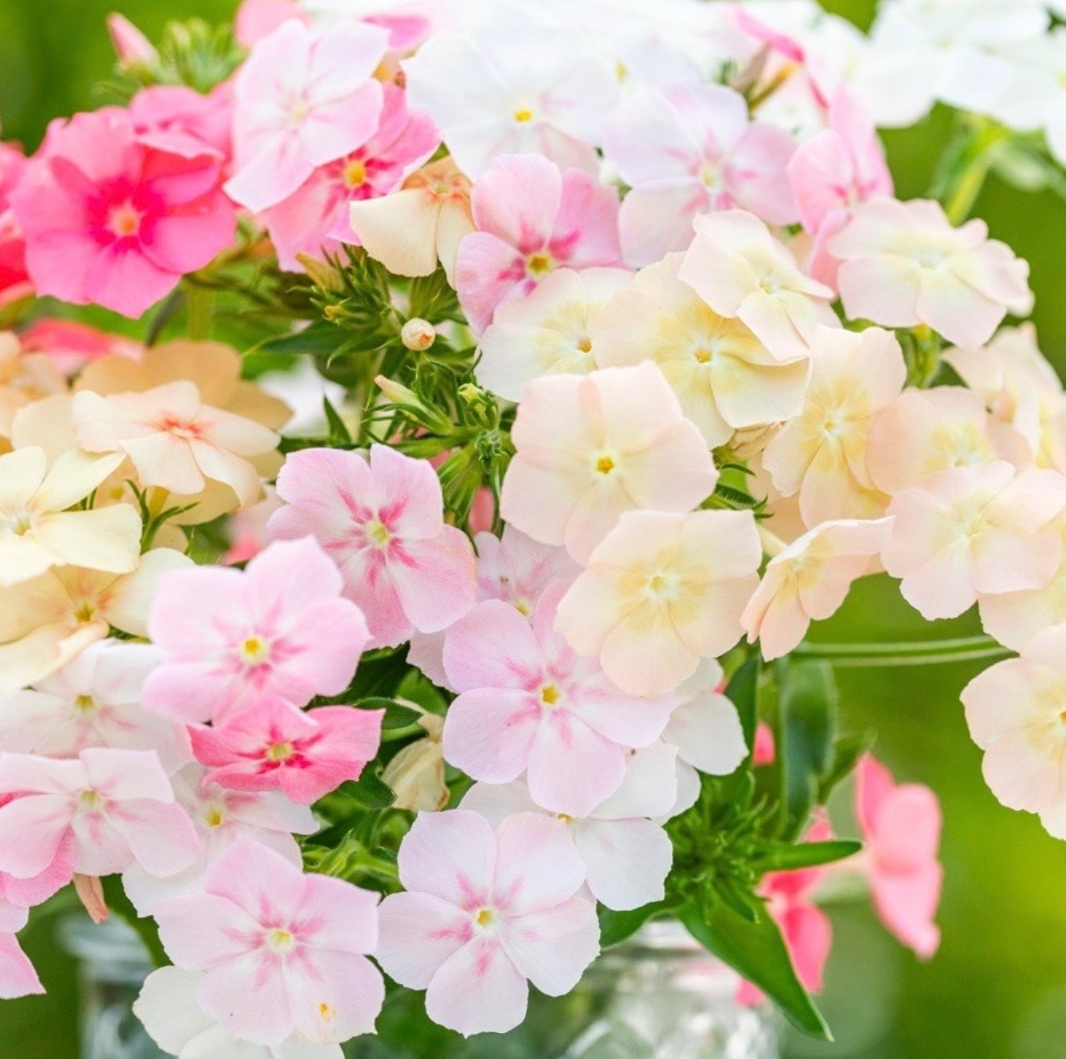 Phlox of Sheep PASTEL MIX – Fresh Seeds – Sweet Fragrance! Non-GMO USA-Native
