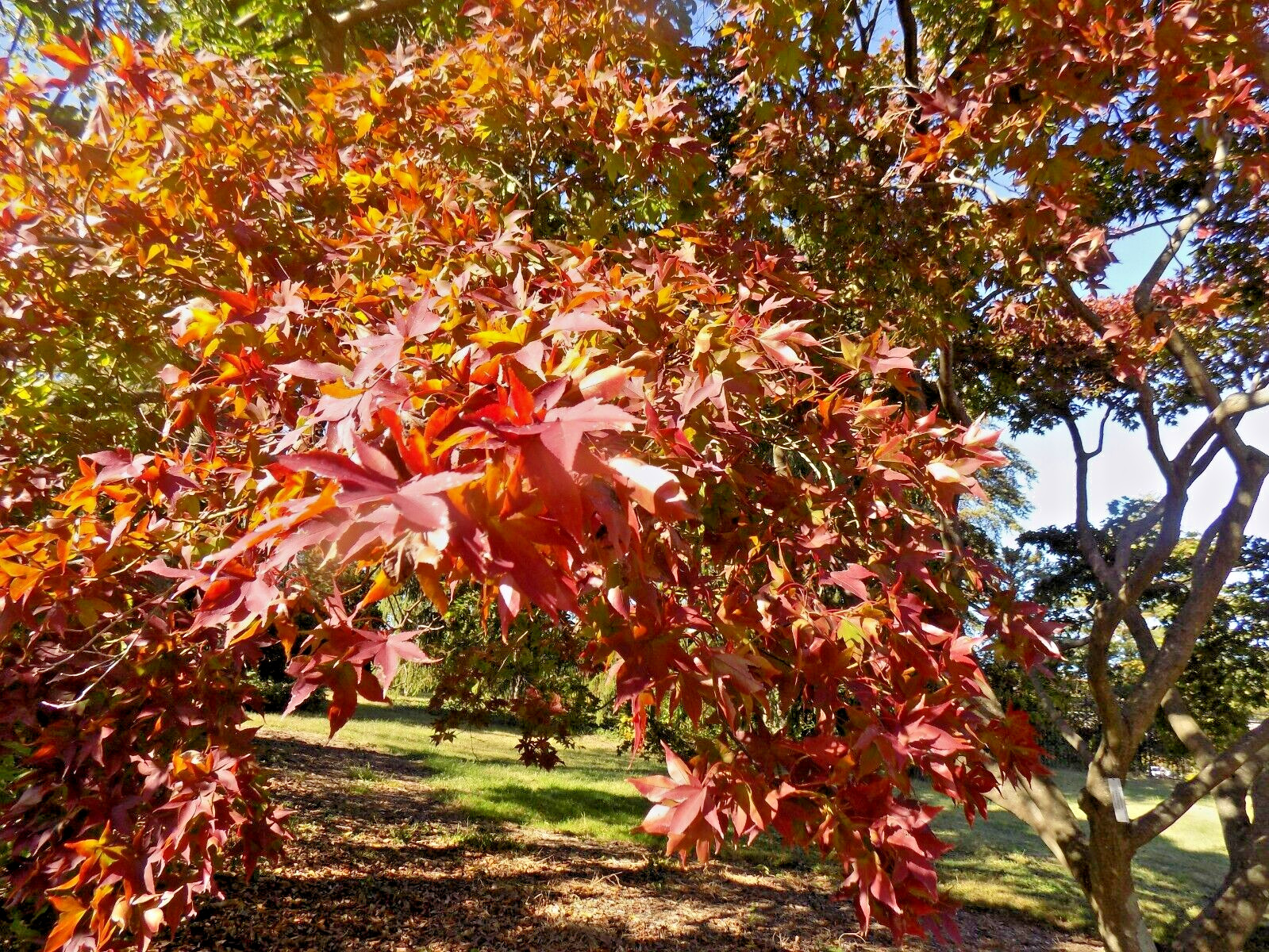 15 AUTUMN GLORY JAPANESE MAPLE SEEDS – Acer palmatum ‘Autumn Glory’