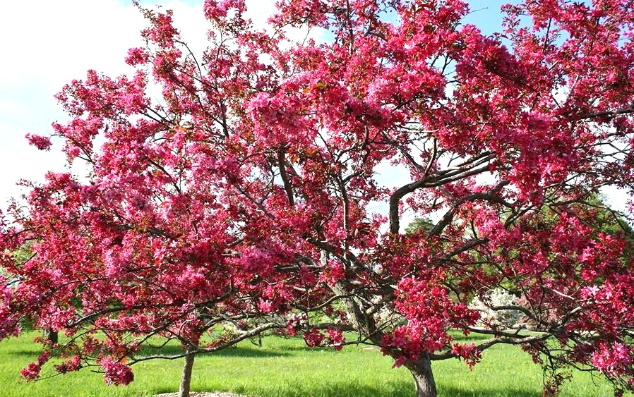 LISET CRAB APPLE SEEDS – Malus × moerlandsii ‘Liset’
