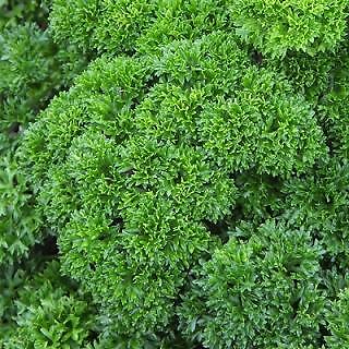 Parsley Wega Moss Curl Petroselinum 1,000 seeds