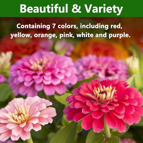 for 2026, California Giant Bulk, 10,000+ Double Dahlia Medium Pack Zinnia Seeds
